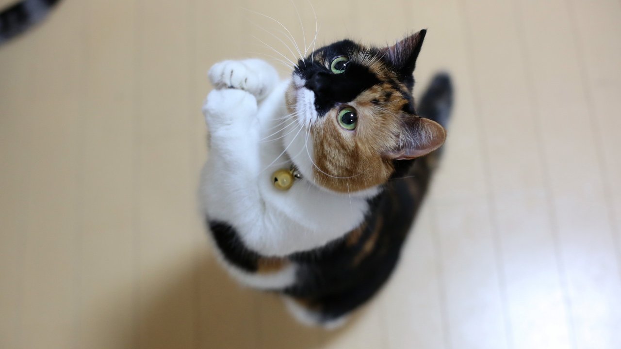 Praying Cat Background - HD Wallpaper 