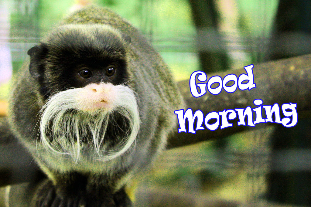 Funny Good Morning  Images Download  - Good Morning Funny - HD Wallpaper 