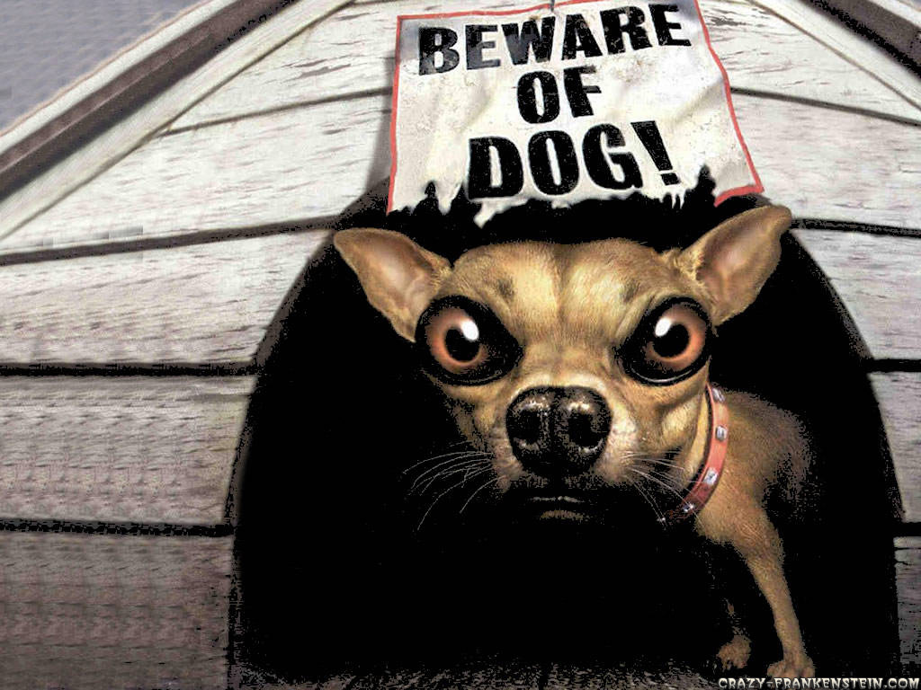 Watch Out The Dog - HD Wallpaper 