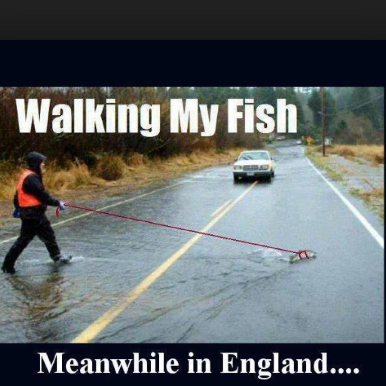 Gotta Go Walk My Fish - HD Wallpaper 