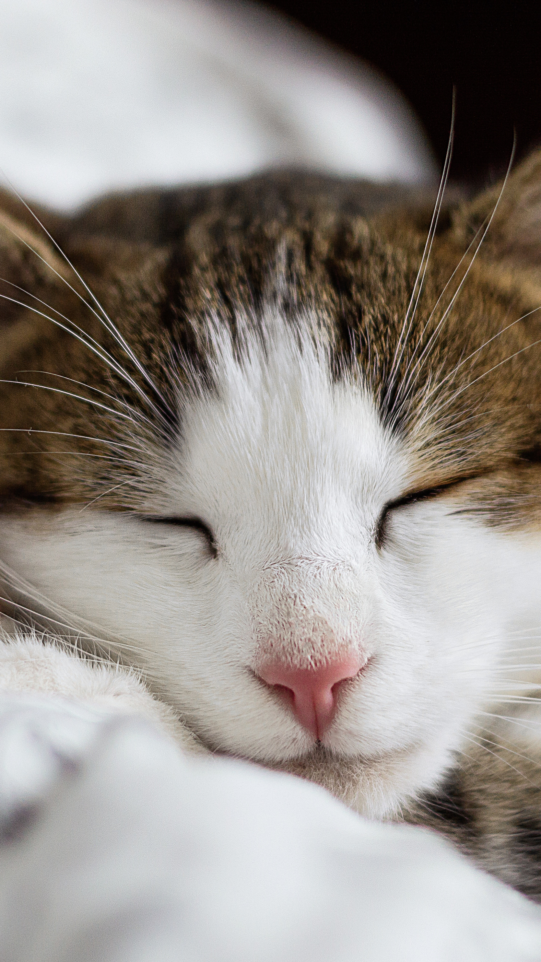 Get Comfy Iphone Wallpaper - Beautiful Lovely Cats - HD Wallpaper 