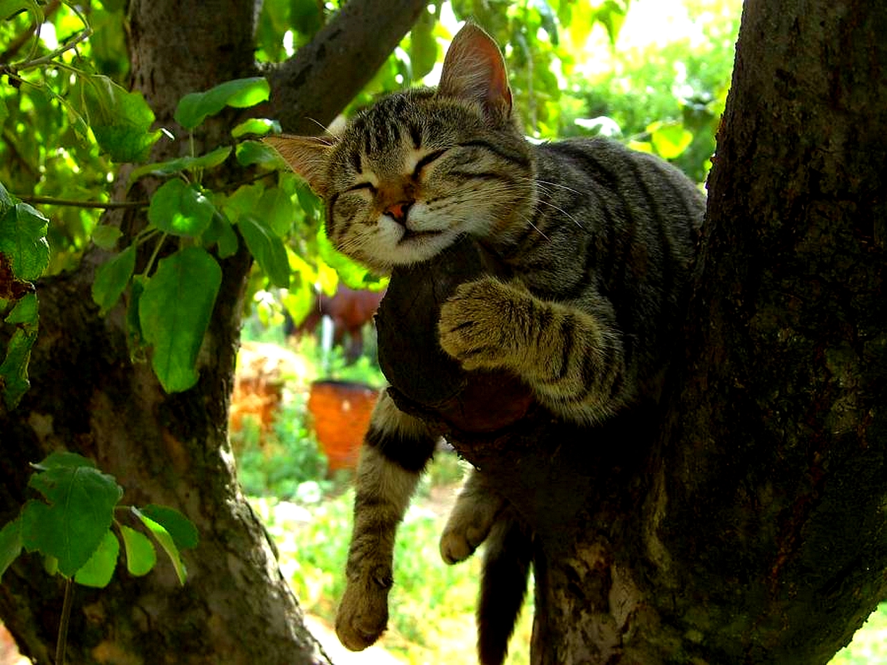 Comfy Cat Wallpaper - Cat Sleep On Tree - HD Wallpaper 