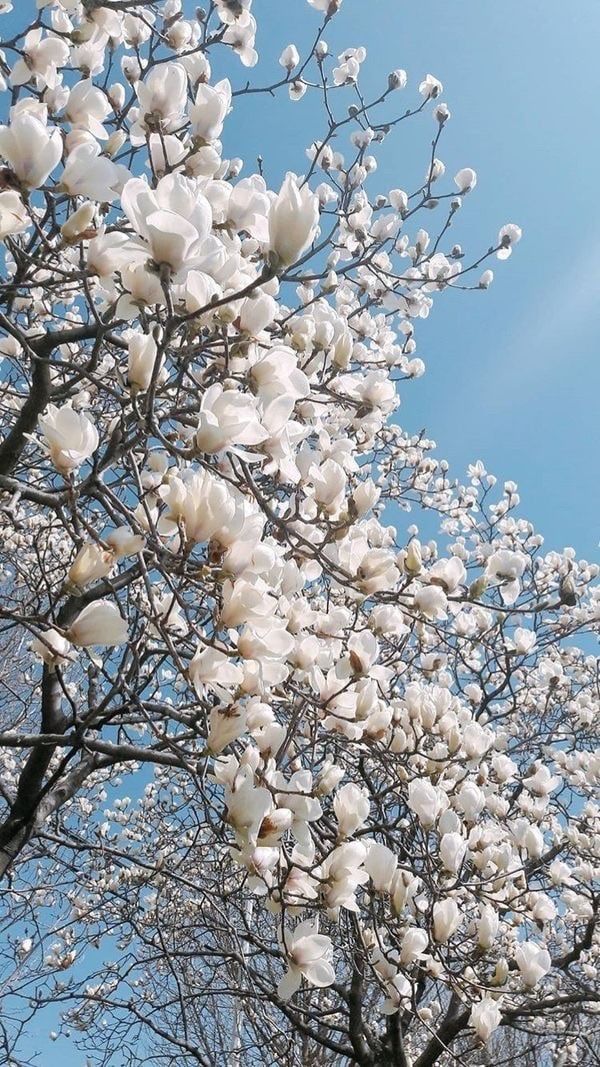 Aesthetic Magnolia Flower - HD Wallpaper 