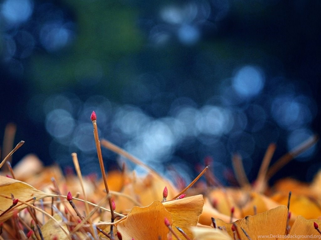 Wallpaper - HD Wallpaper 