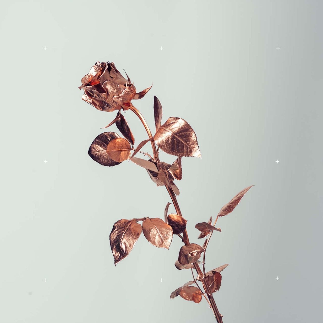 Rose Gold Rose Aesthetic - HD Wallpaper 