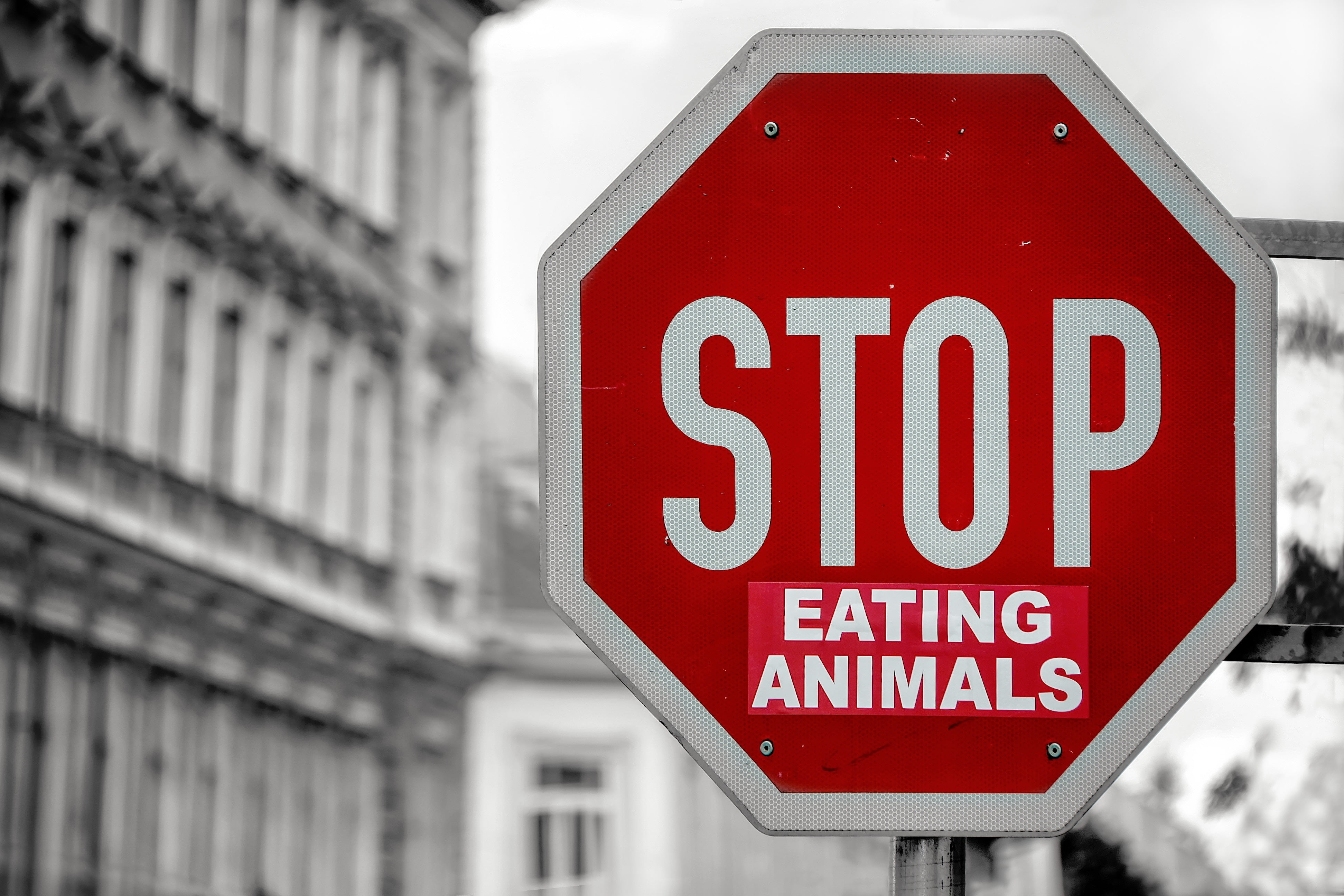 Stop Eating Animals Sign - HD Wallpaper 
