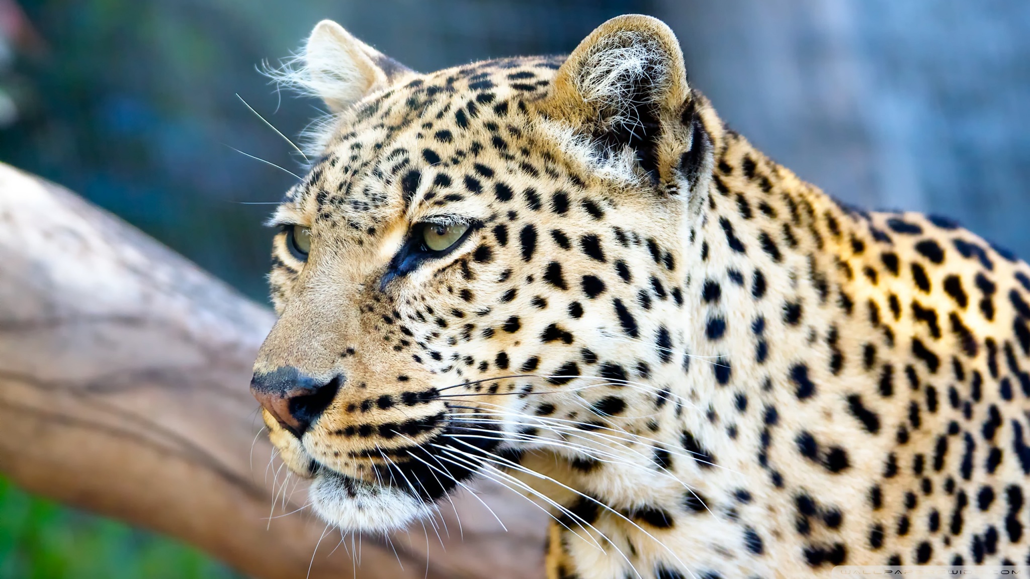 Hd Images Of Leopard - HD Wallpaper 