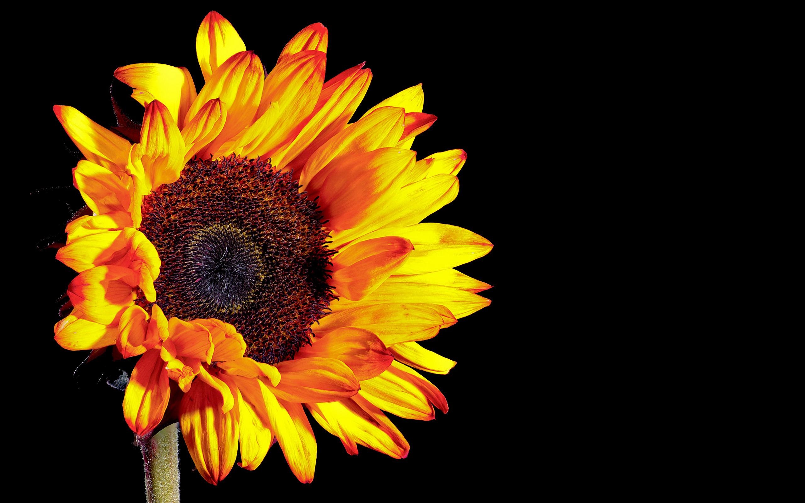 Wallpaper Sunflower Photography, Black Background - Iphone Sunflower With Black Background - HD Wallpaper 