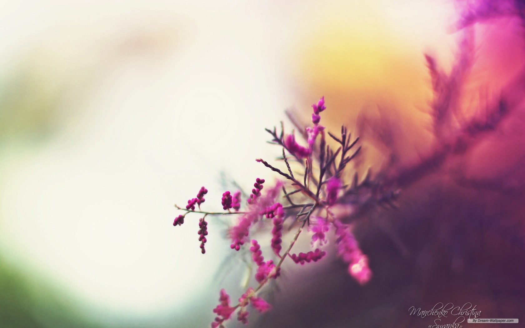 Free Flower Wallpaper - Gaming Pc Setup Minimalist - 1680x1050 Wallpaper - Free Flower Wallpaper - Gaming Pc Setup Minimalist - 1680x1050 Wallpaper -