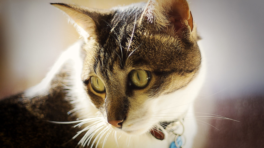 Domestic Short-haired Cat - HD Wallpaper 