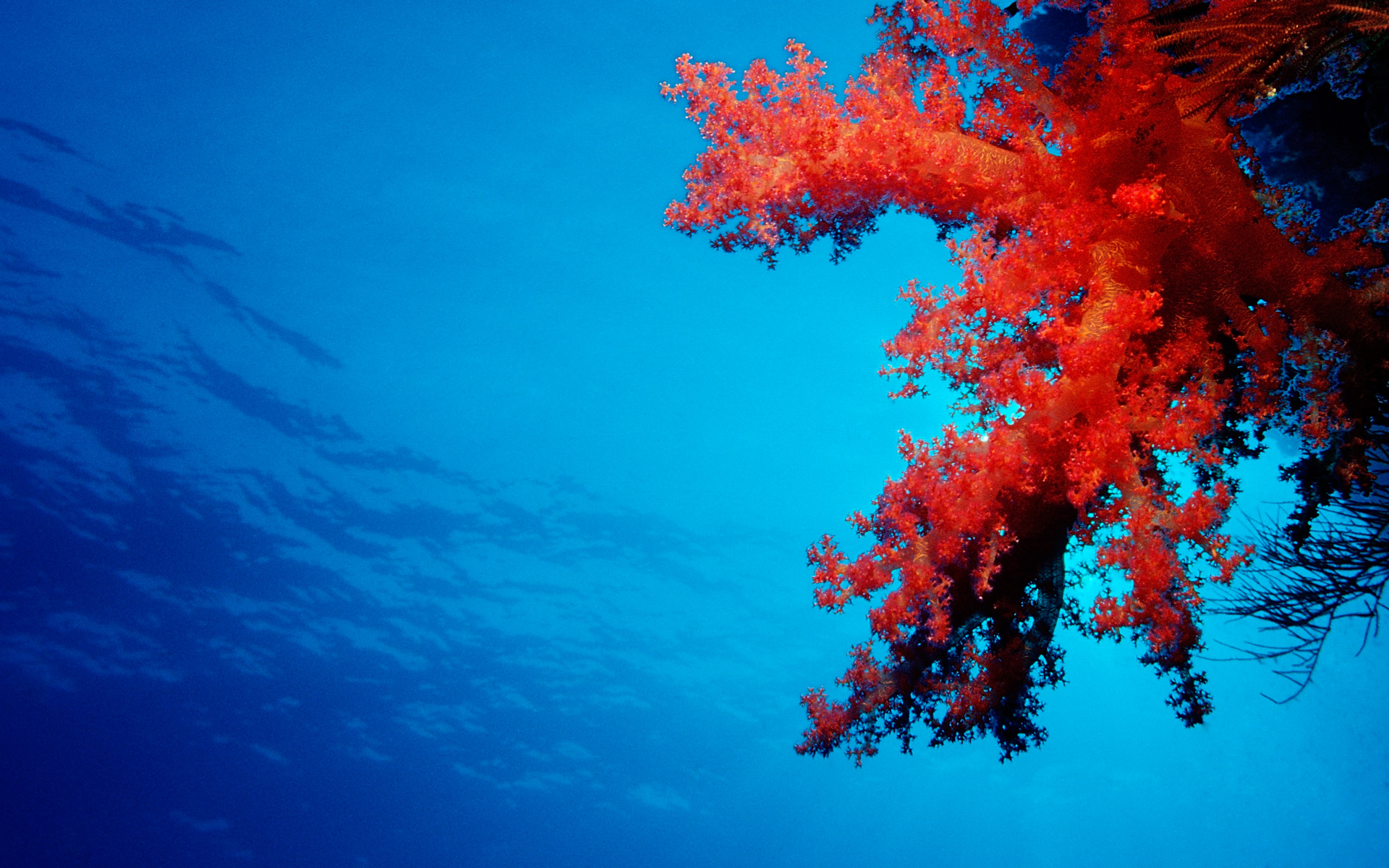 Coral Wallpaper - Lock Screen Wallpapers Windows 8 - HD Wallpaper 