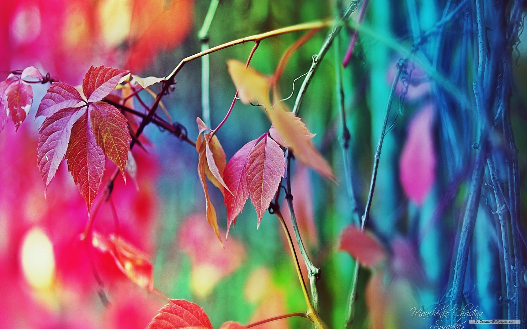 Free Flower Wallpaper - Colorful Desktop Wallpaper Hd - HD Wallpaper 
