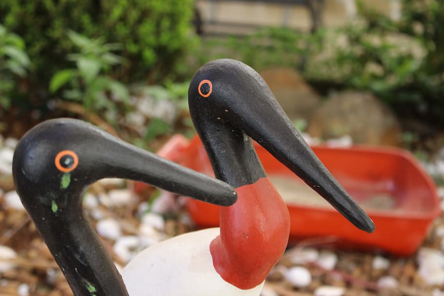 Focus, Garden, Sowers, Never Give Up, Bird, No People, - Oystercatcher - HD Wallpaper 