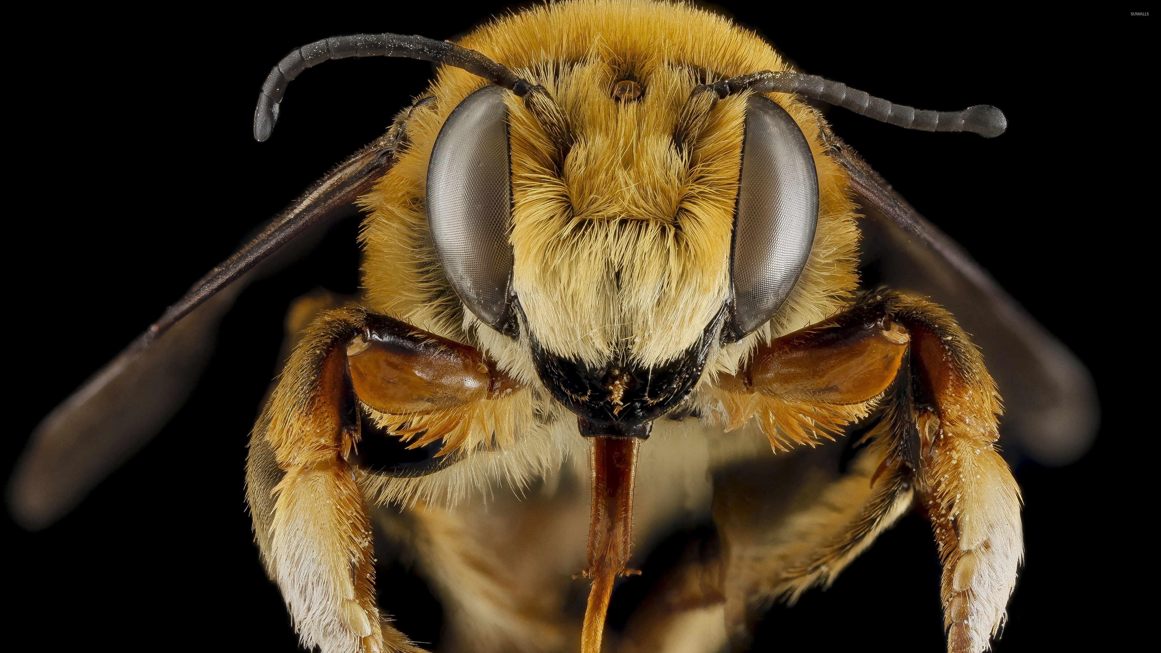 Close Up Of Bee - HD Wallpaper 
