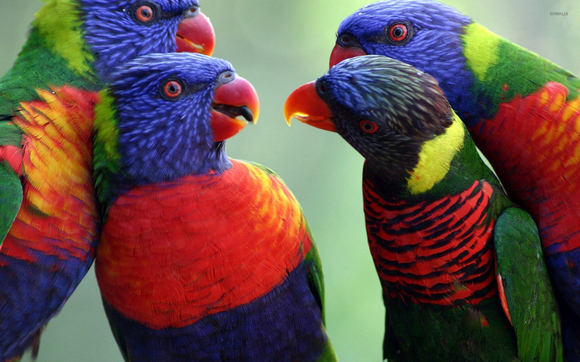 Funny Rainbow Lorikeet - HD Wallpaper 