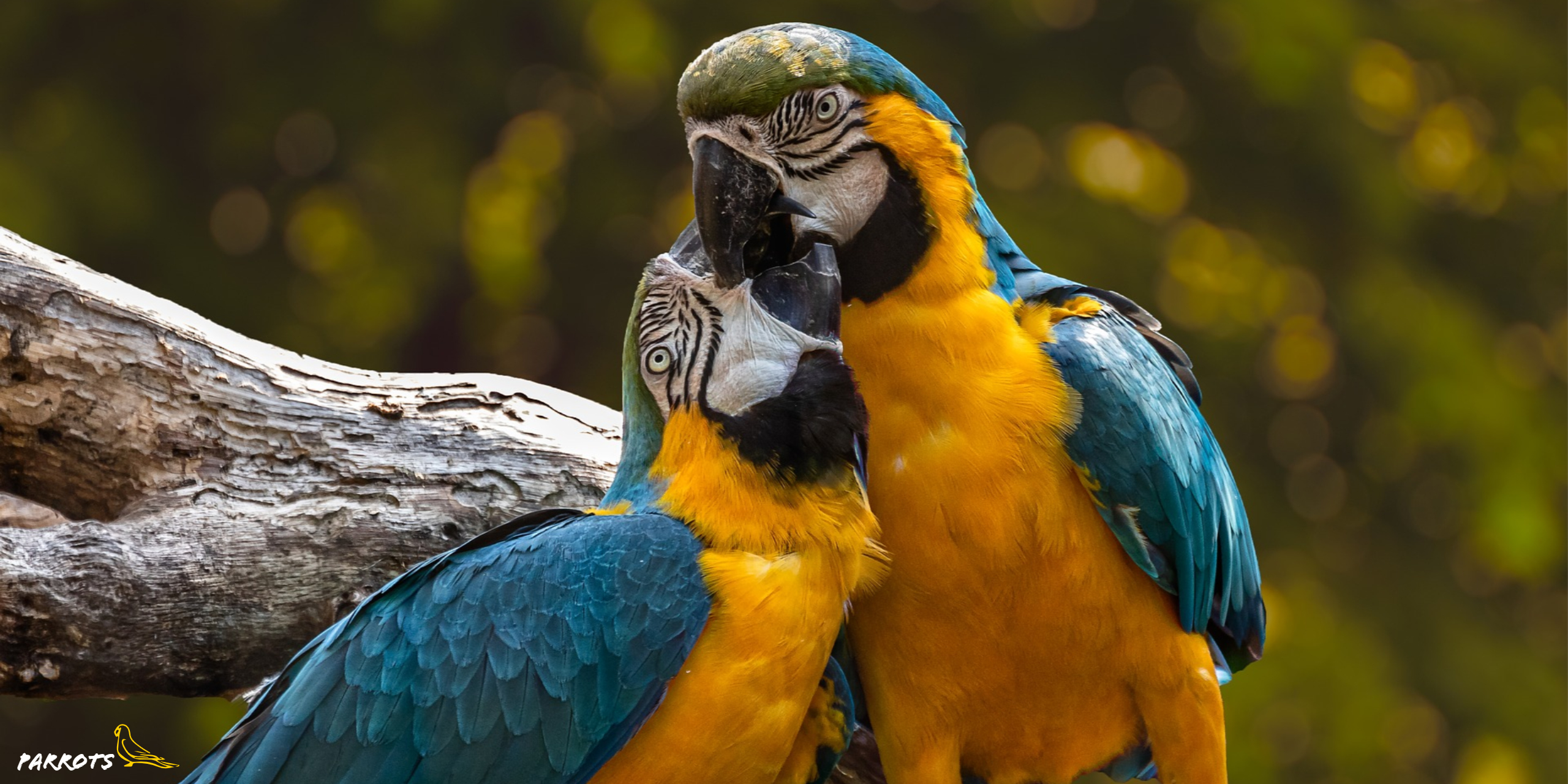 Beautiful Bird For Sale - HD Wallpaper 