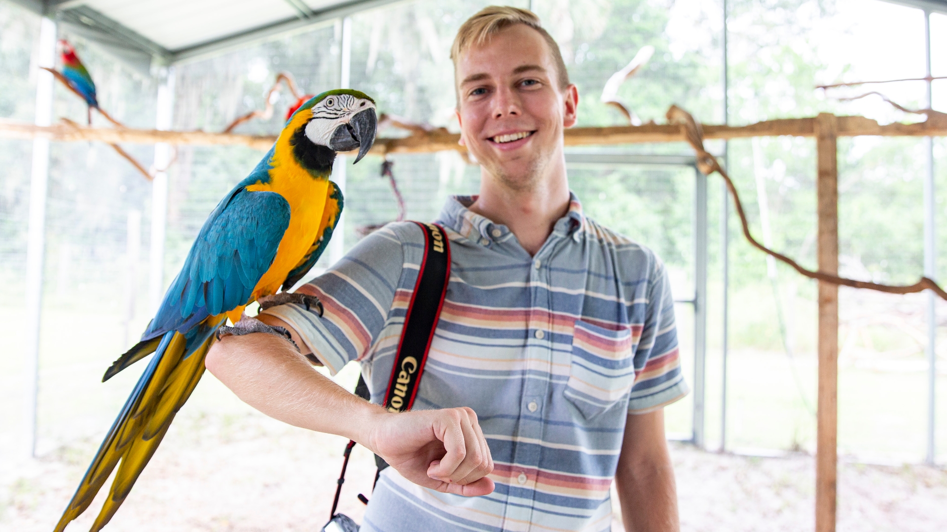 Macaw - HD Wallpaper 