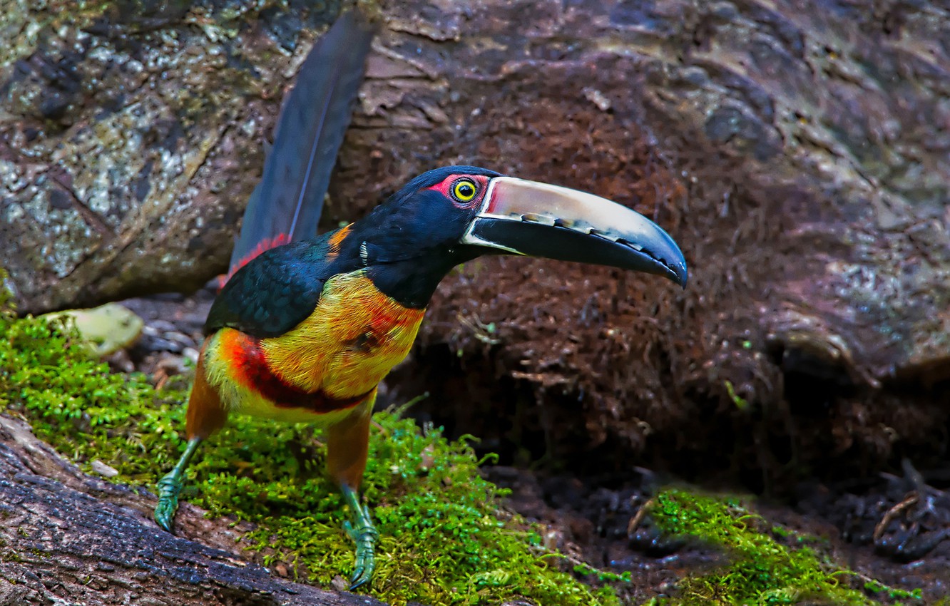 Photo Wallpaper Bird, Beak, Toucan, Collared Aracari - Toucan - HD Wallpaper 
