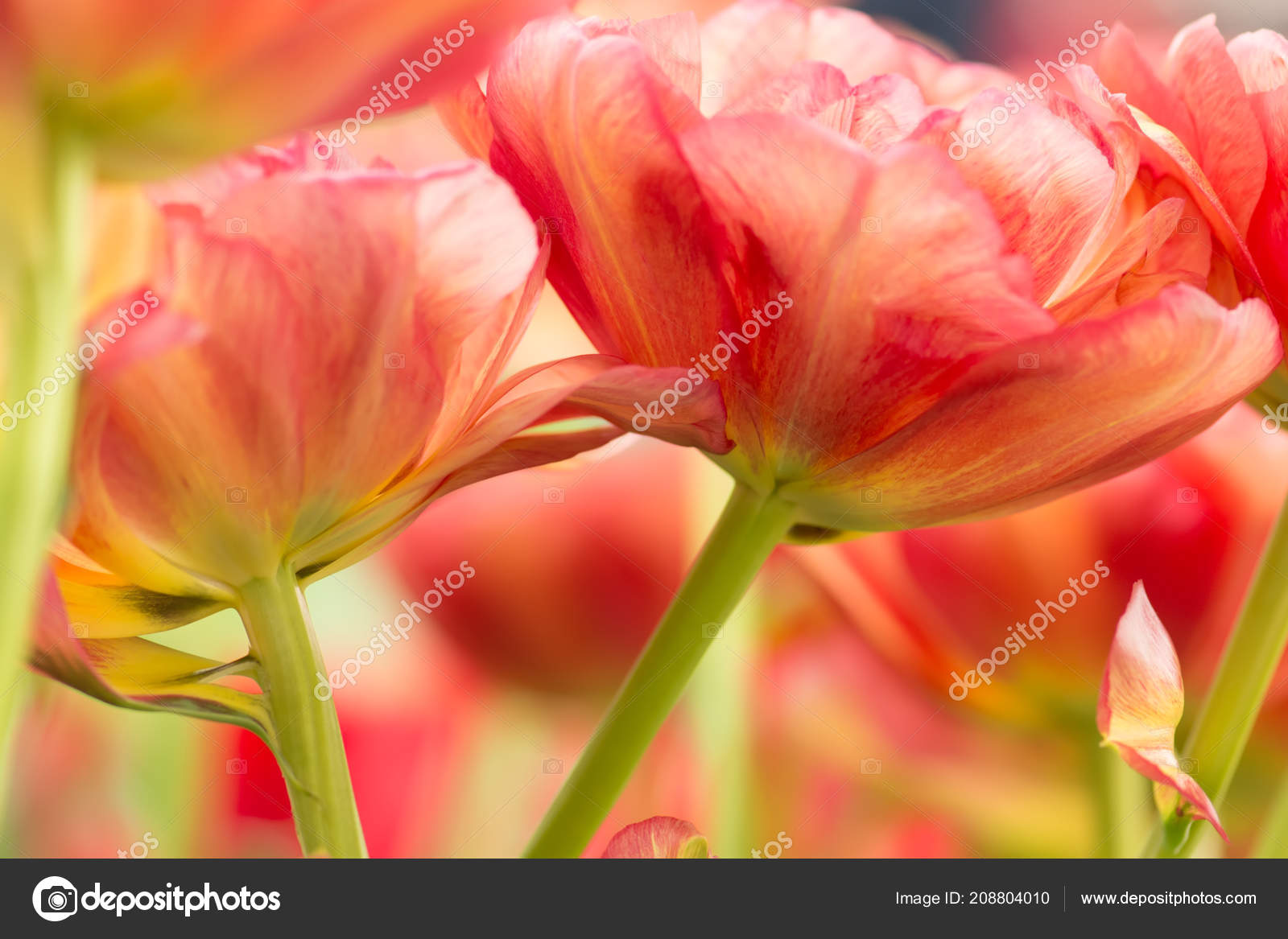 Tulip - HD Wallpaper 