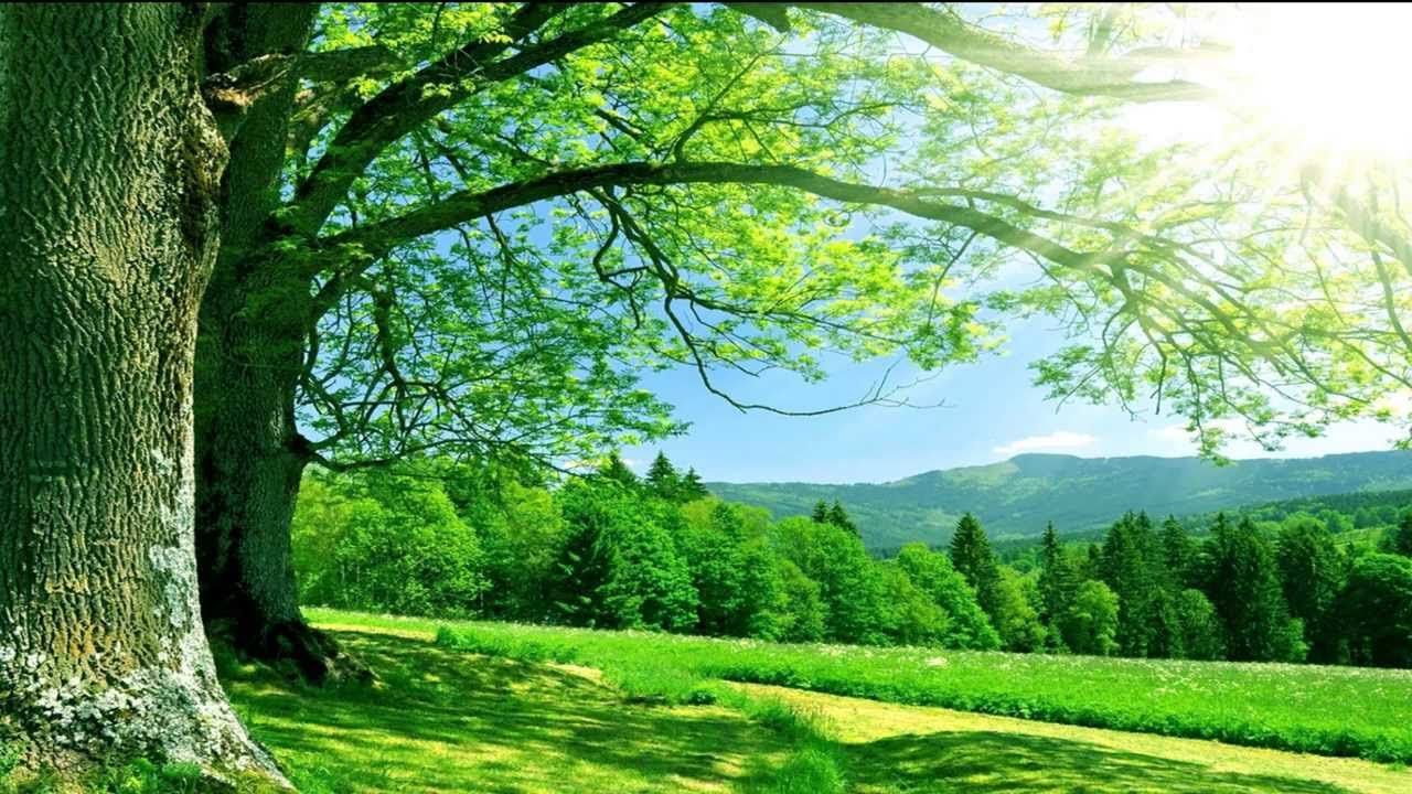 Nature Wedding Background Hd - HD Wallpaper 