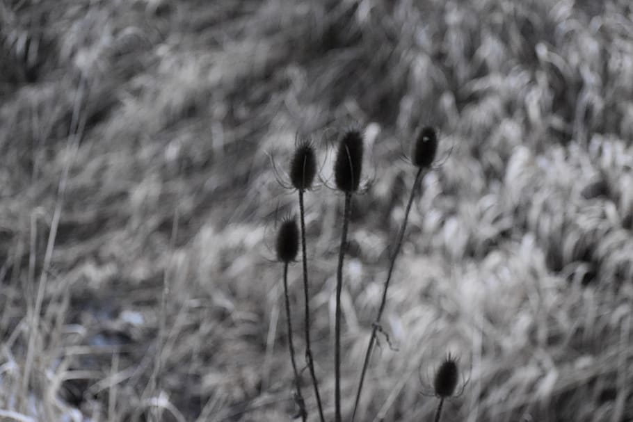 Wallpaper, Background, Neutral, Calm, Contrast, Grass, - Close-up - HD Wallpaper 