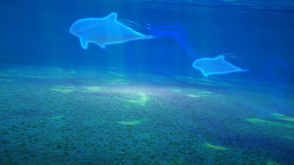 Mind Relaxing Wallpapers Of Underwater - HD Wallpaper 