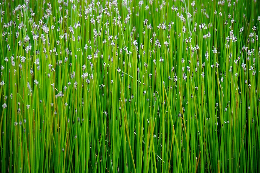 Reed, Water, Plant, Swamp, Green, Soothing, Flowering, - HD Wallpaper 
