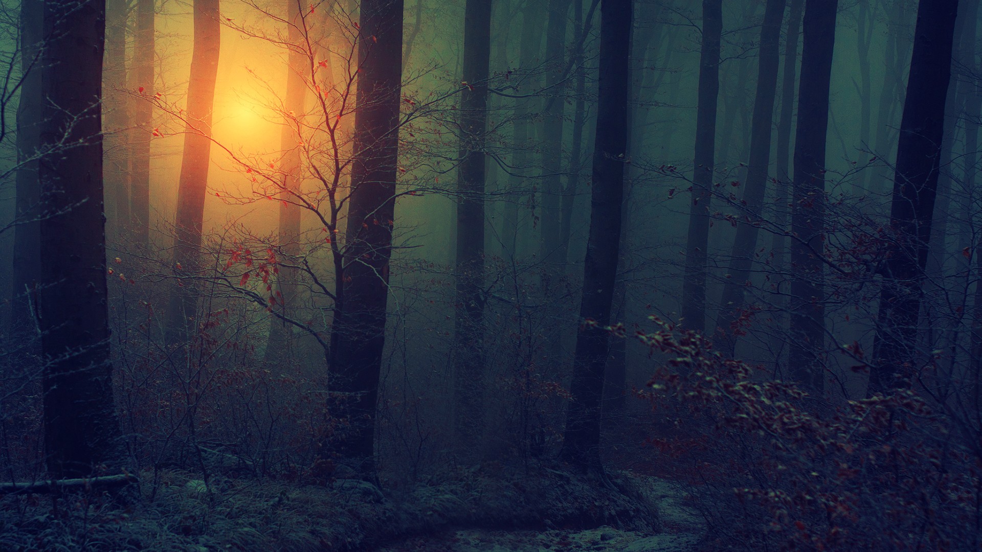 Light In Dark Forest - HD Wallpaper 