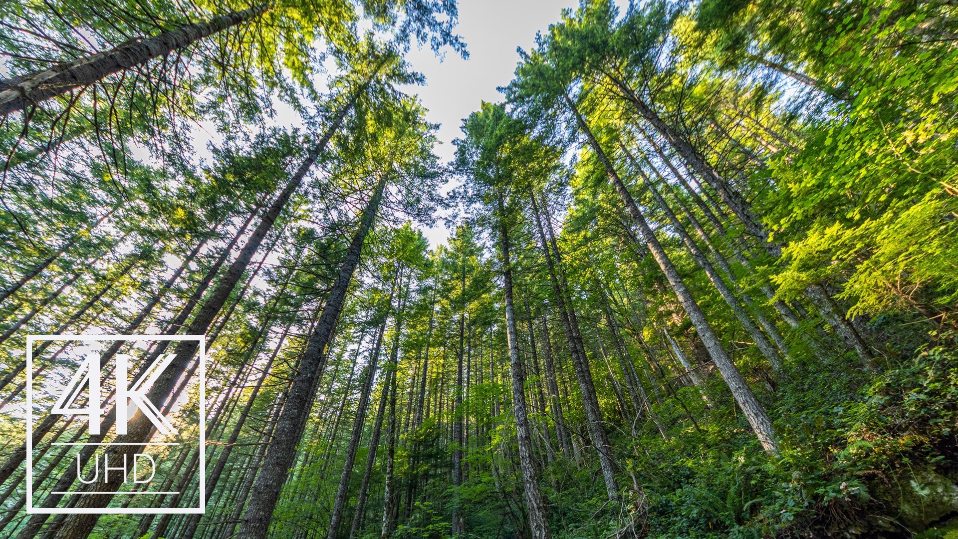 Amazing-forest - Best Screensaver Forest - HD Wallpaper 