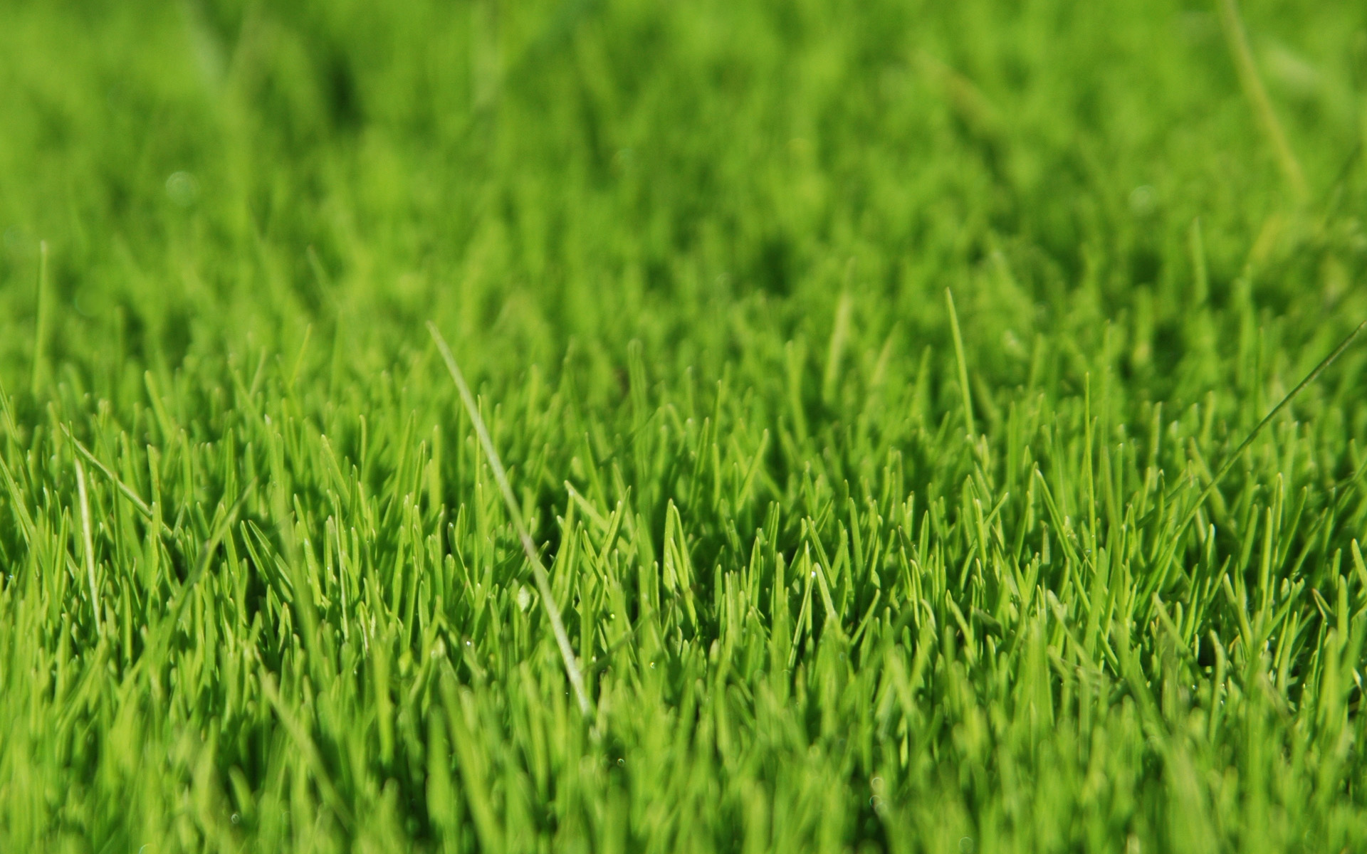 Gras Hd - HD Wallpaper 