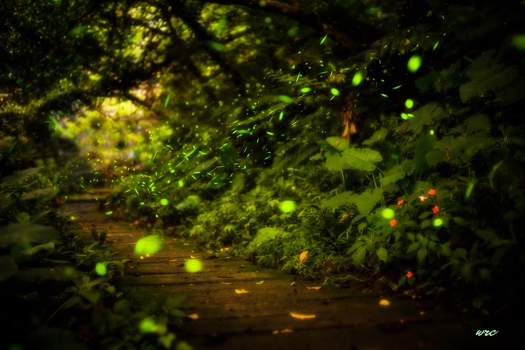 Light - HD Wallpaper 