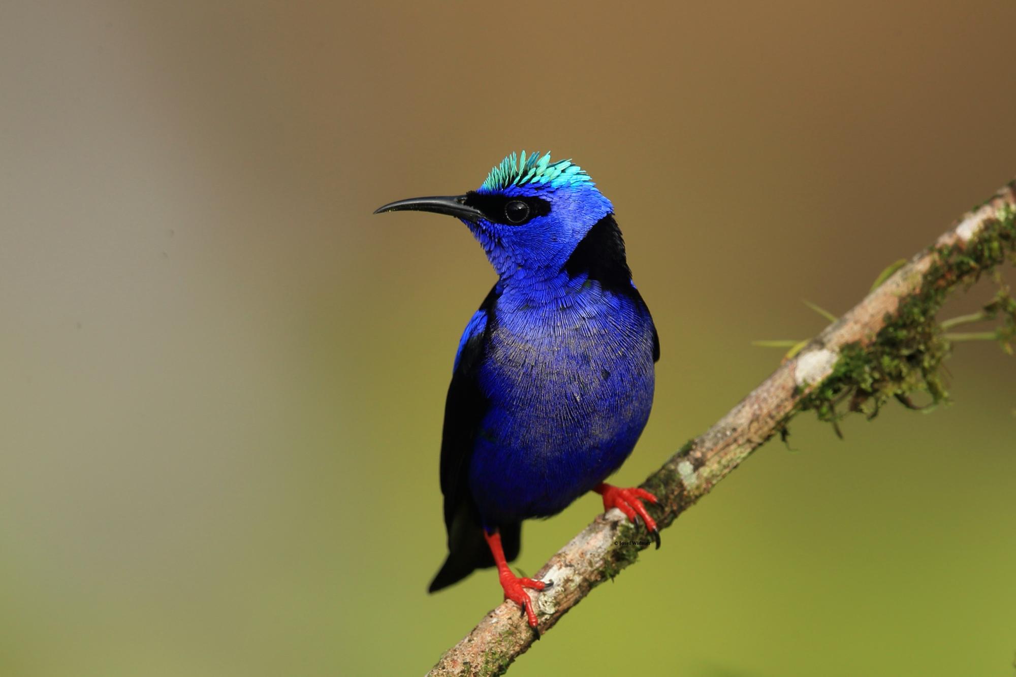 Red-legged Honeycreeper Cyanerpes Cyaneus - Rare Birds With Their Names - HD Wallpaper 