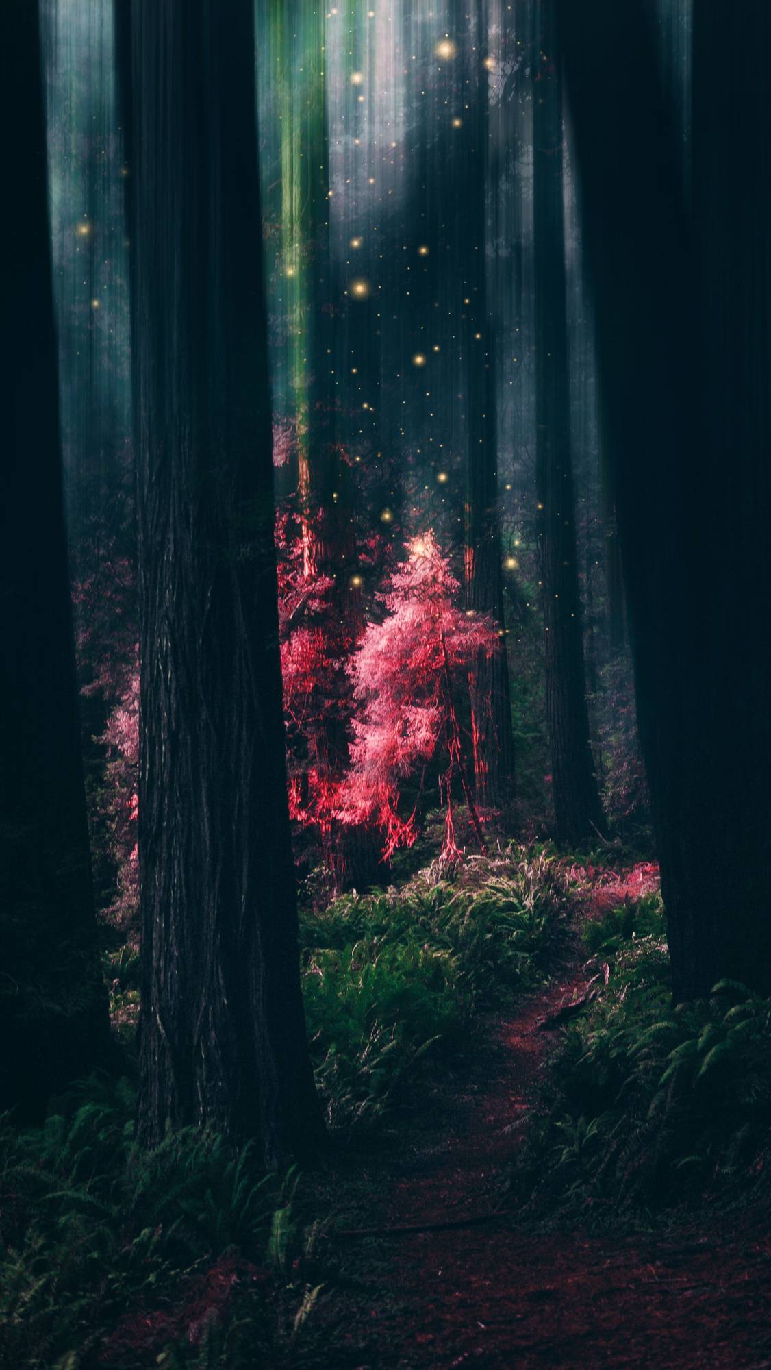 Magic Forest Wallpaper Iphone - HD Wallpaper 