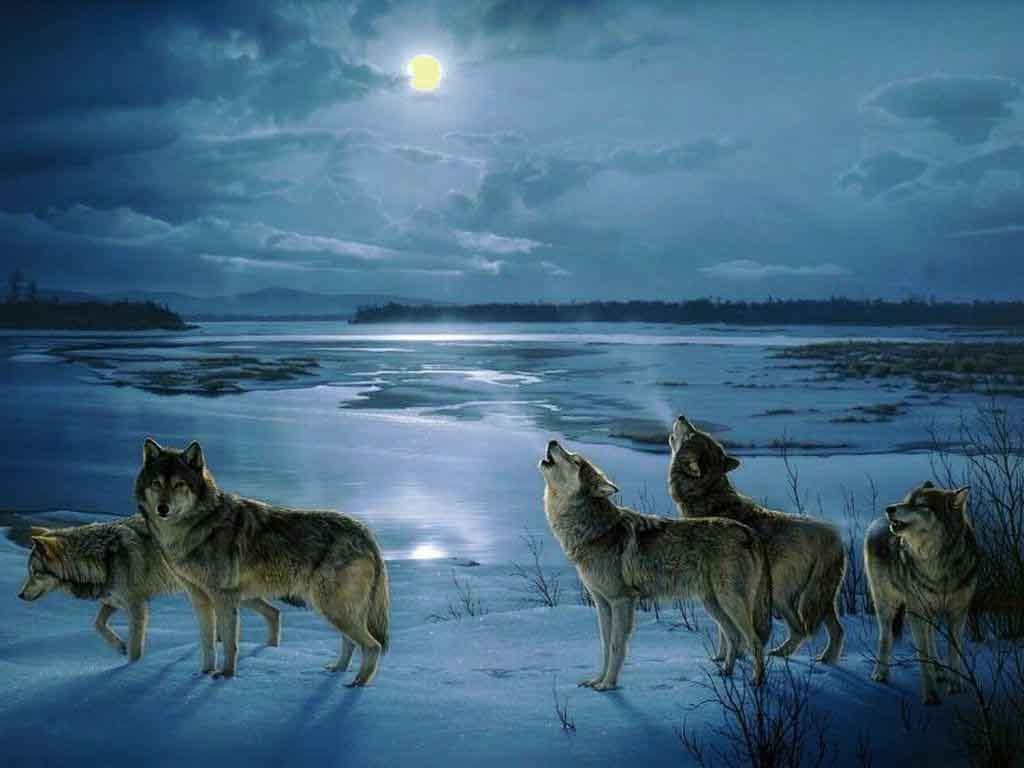 Lobos Aullando A La Luna En Hd Fotosdelanaturaleza - Wolf Pack Howling At  The Moon - 1024x768 Wallpaper 