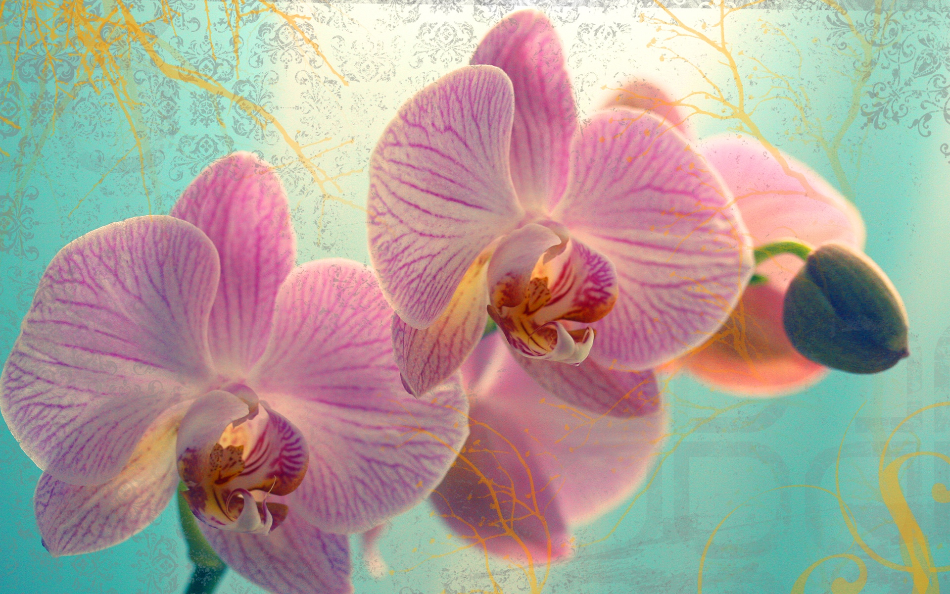 Orchid Background For Computer Desktop - HD Wallpaper 