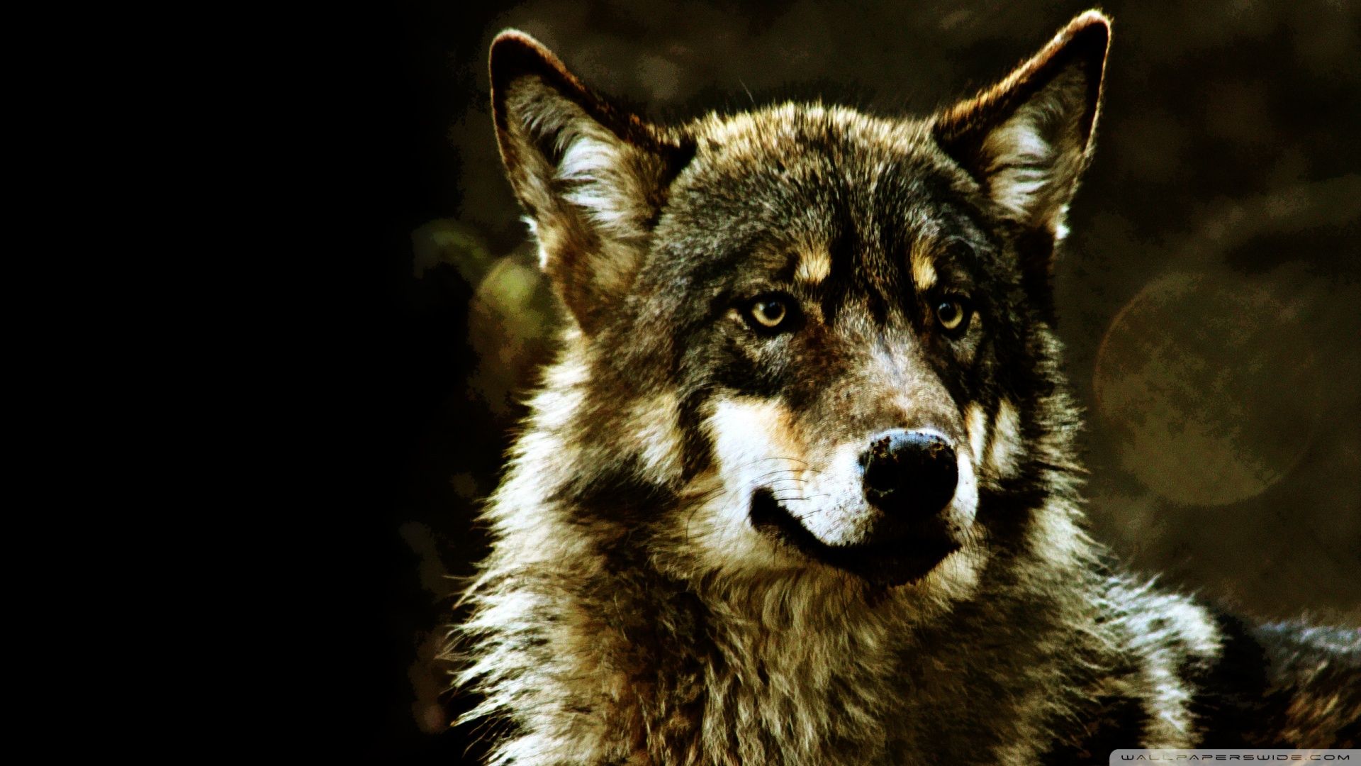 Wolf Wallpaper - Hd Wolf - HD Wallpaper 