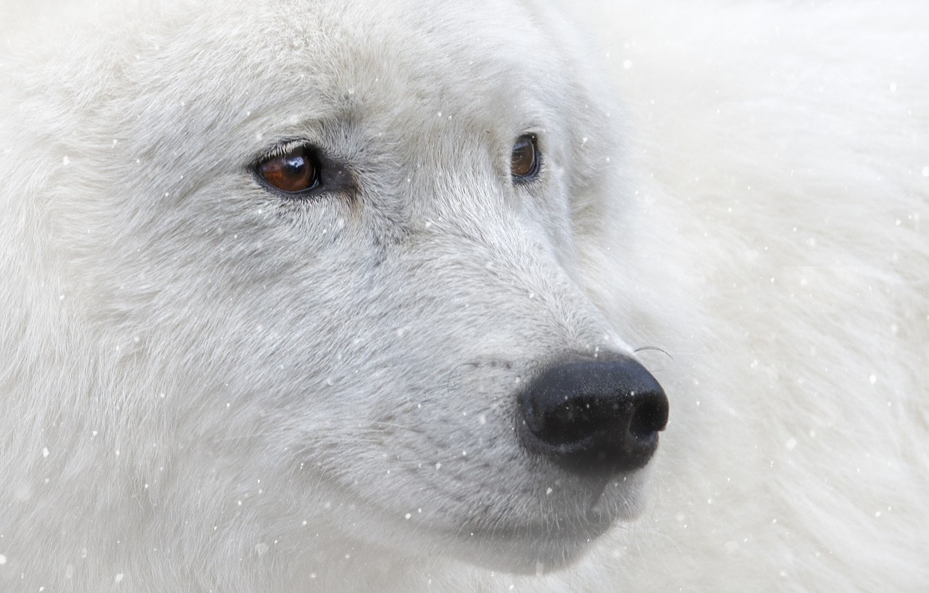 Photo Wallpaper Look, Snow, Animal, Brown Eyes, White - White Wolf With Brown Eyes - HD Wallpaper 