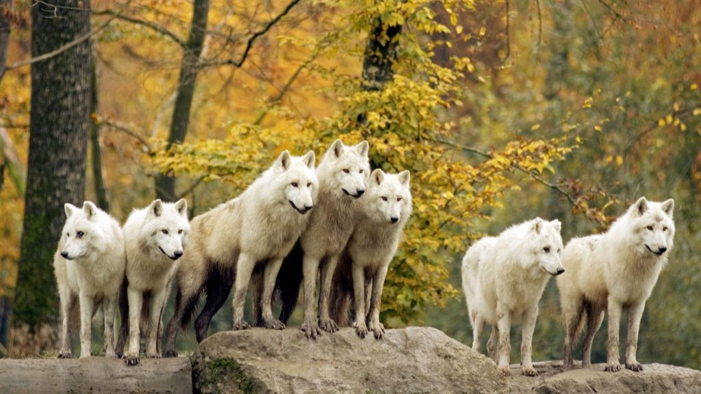 Desktop Hd Wolf Wallpaper Black And White - Pack Of White Wolves - HD Wallpaper 