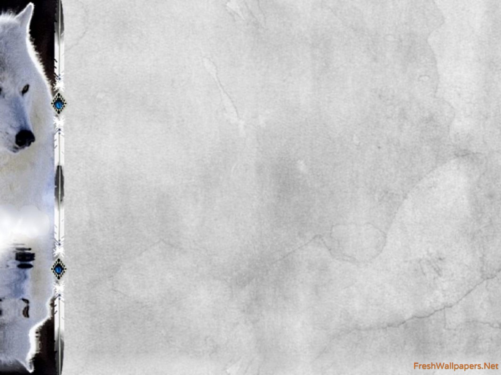 Arctic Wolf - HD Wallpaper 