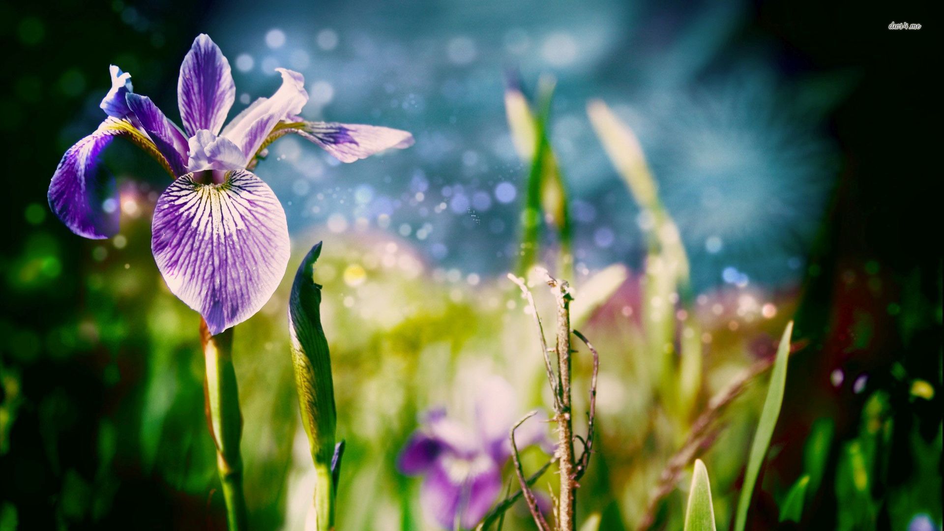 Iris Backgrounds - 1920x1080 Wallpaper - teahub.io