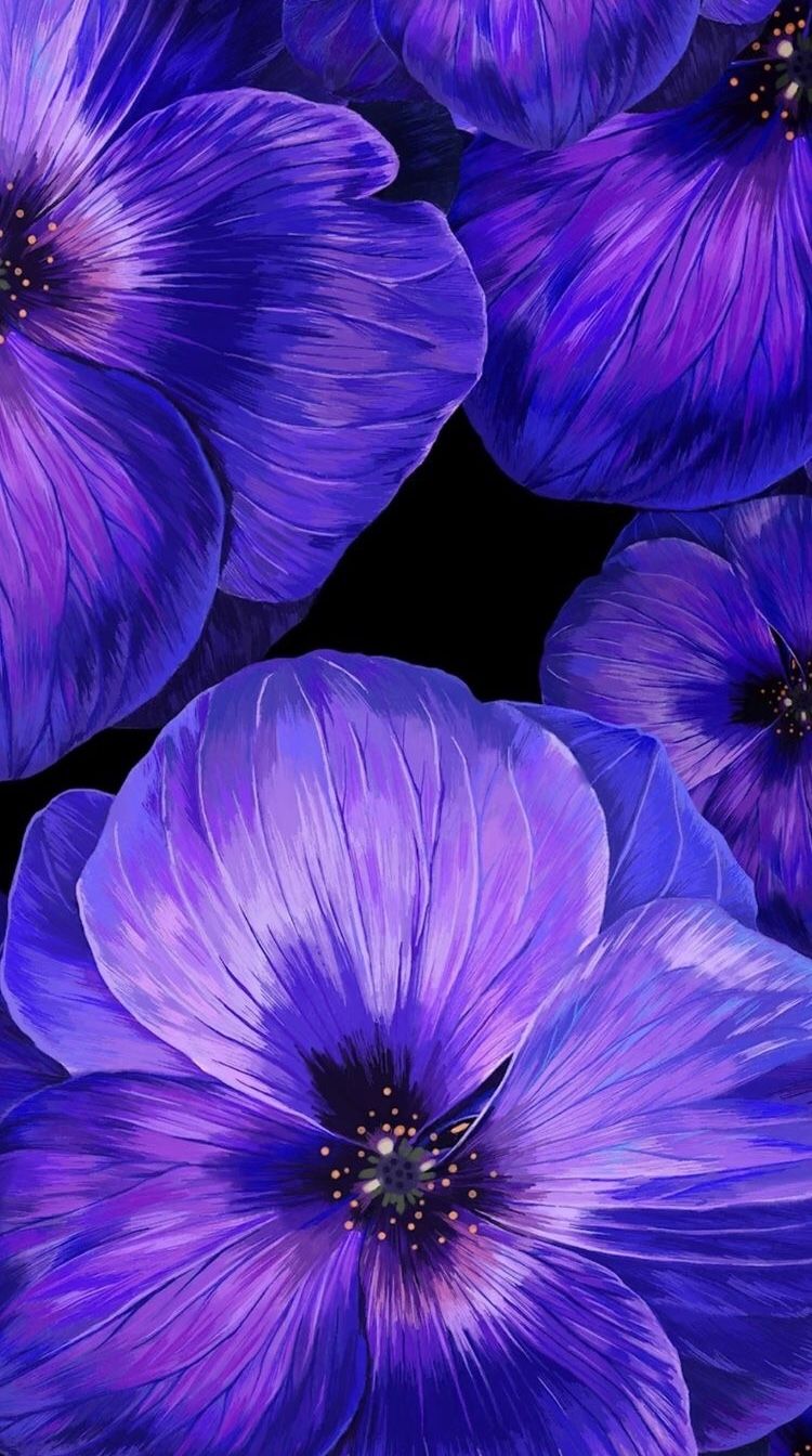 African Daisy - HD Wallpaper 