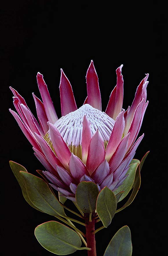 King Pretoria Tropical Flower - HD Wallpaper 