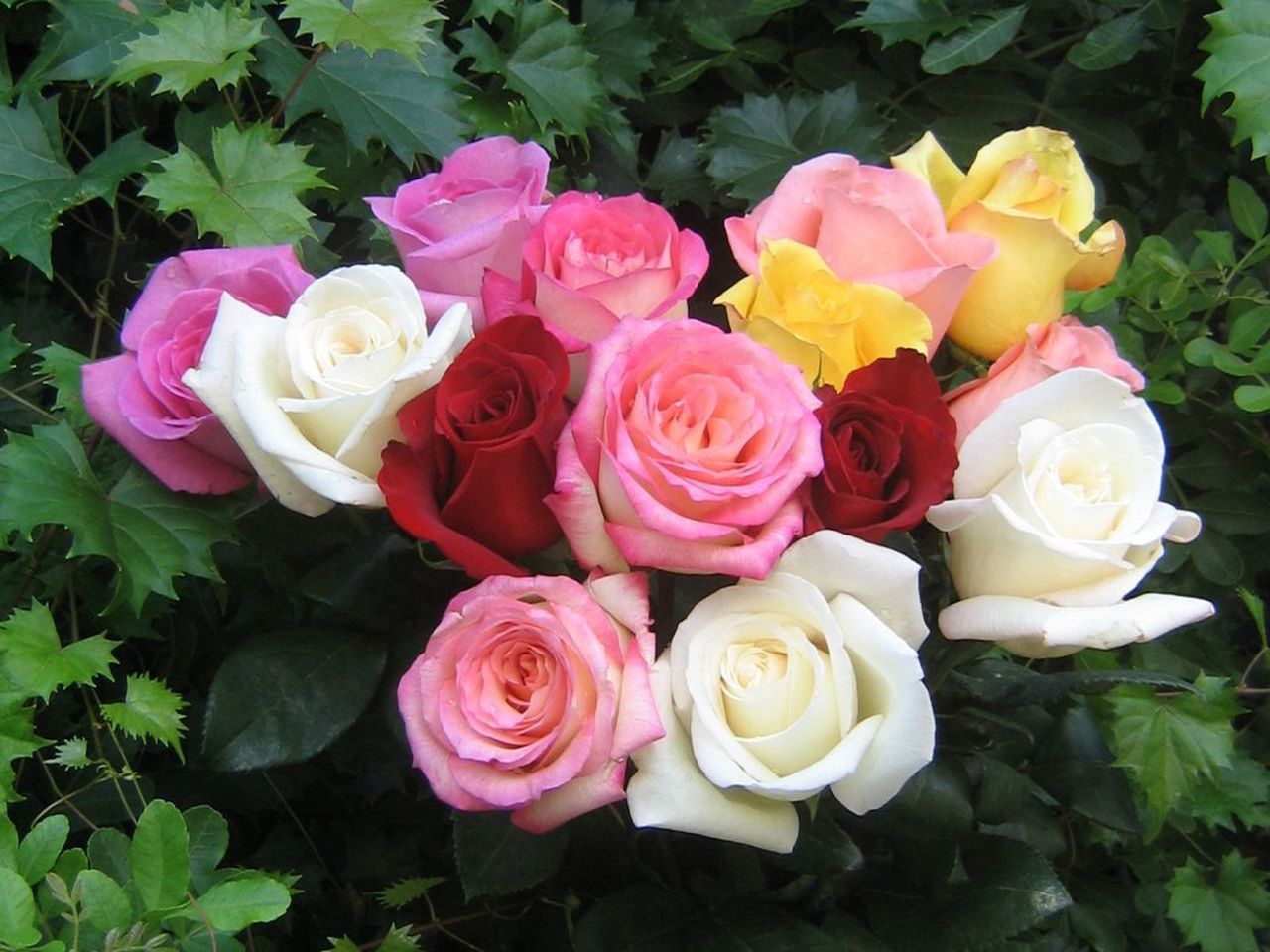 Red Pink Yellow White Roses - HD Wallpaper 