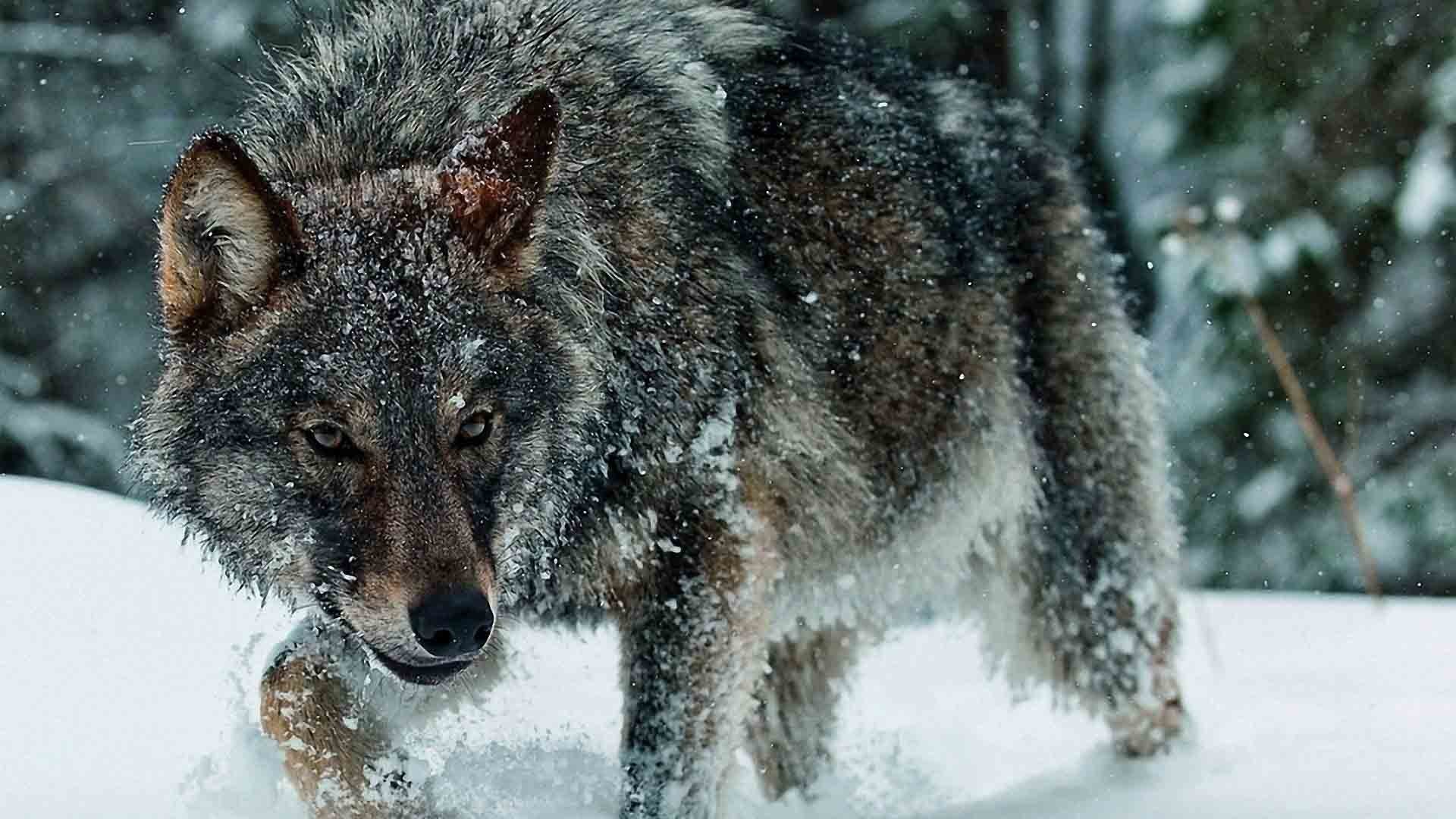 Grey Wolf Wallpapers Wallpaper 
 Data Src Beautiful - Wolves Desktop Background - HD Wallpaper 