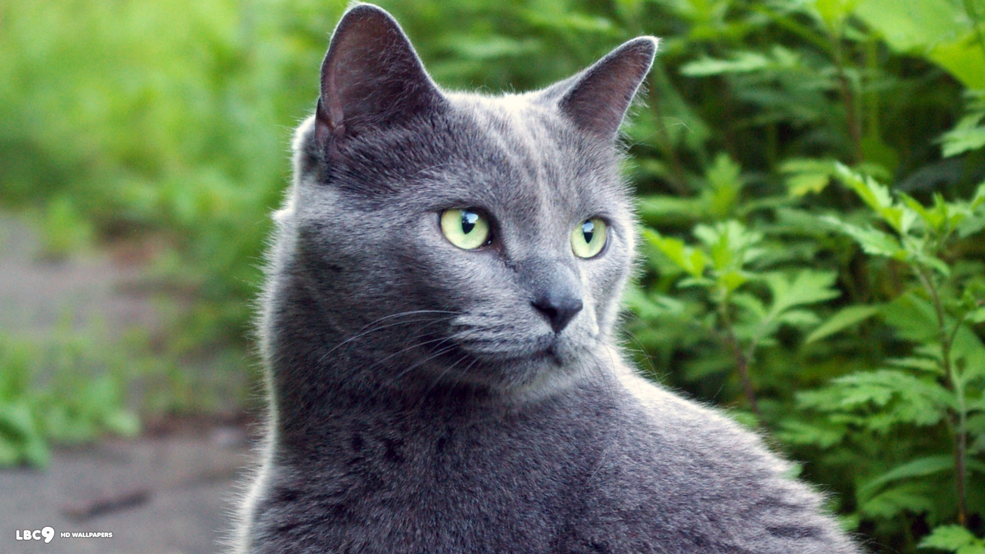 Russian Blue Cats Beautiful Pictures Best Desktop Widescreen - Russian Blue Cat Green Eyes - HD Wallpaper 