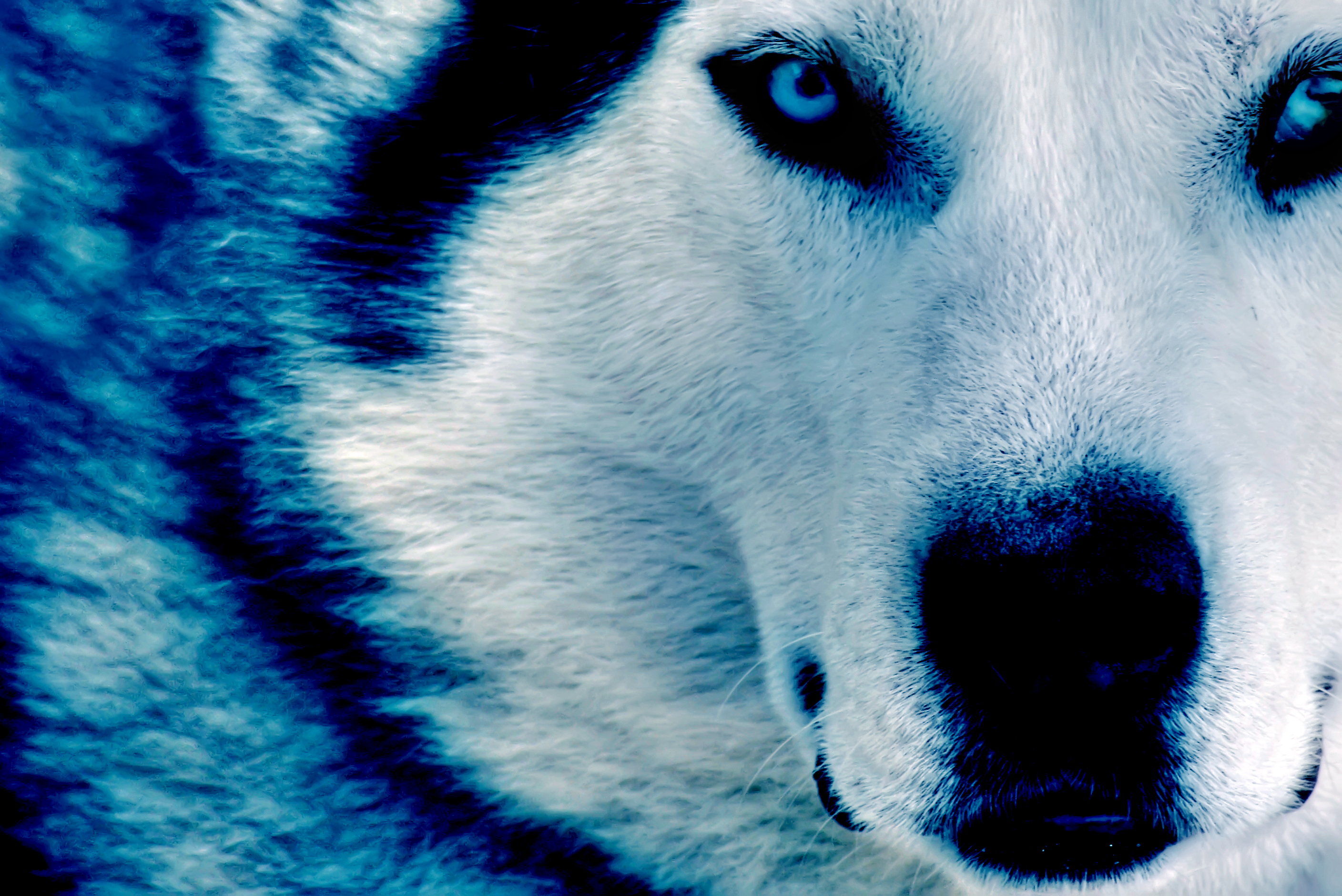 Ice Wolf Wallpaper › Picserio - Ice Wolf - HD Wallpaper 