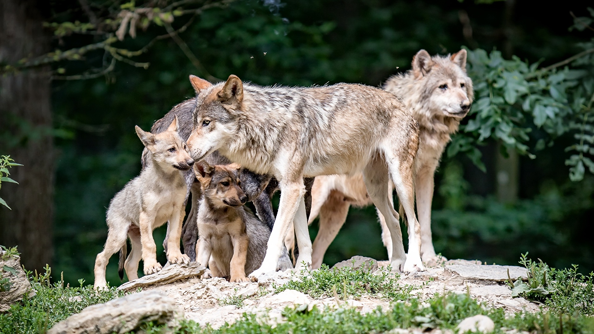 Wolf Cubs - HD Wallpaper 