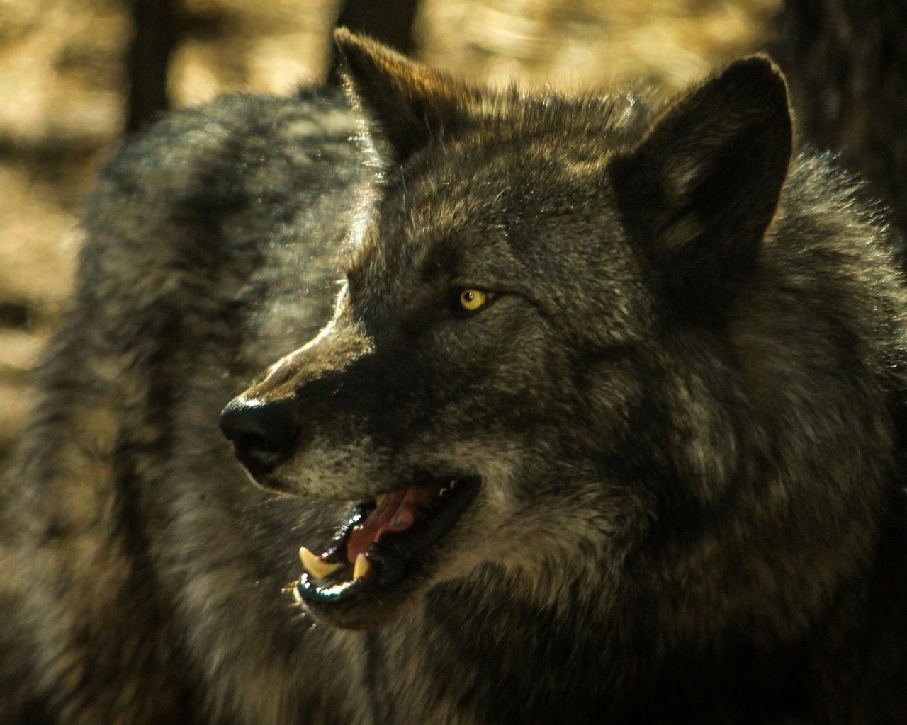 Ultra Hd Wallpapers Wolf - HD Wallpaper 