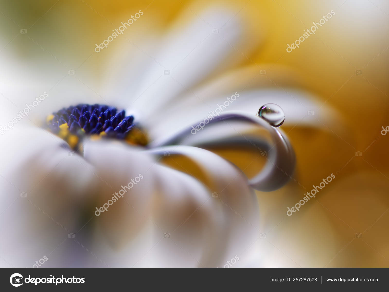 Amazing Light Flower - HD Wallpaper 