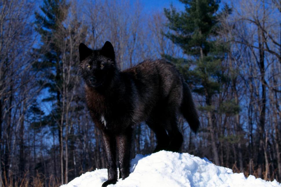 Black Wolf Wallpaper,red Wolves Hd Wallpaper,black - HD Wallpaper 